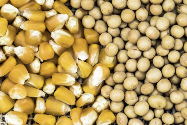 2021 corn to soybean price ratio