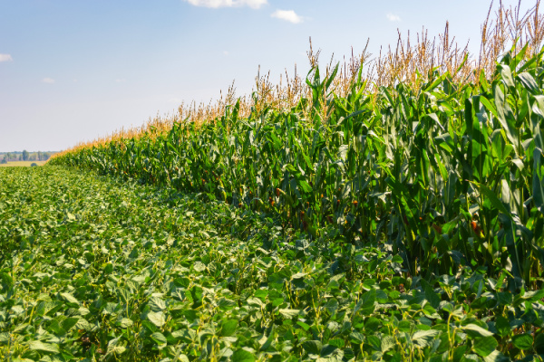 corn and soybean usage trends