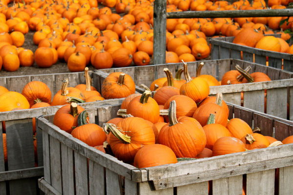 U.S. Pumpkin Production Data