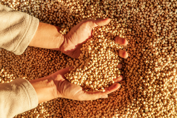 soybean yields in 2022