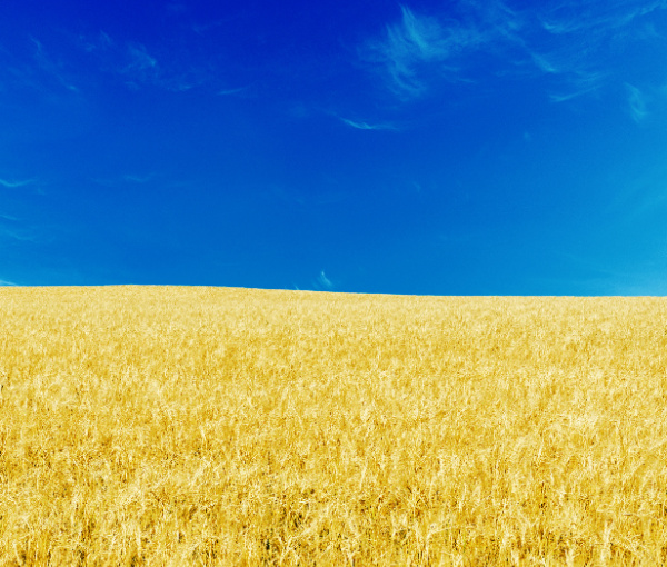 ukraine corn wheat trade in 2022