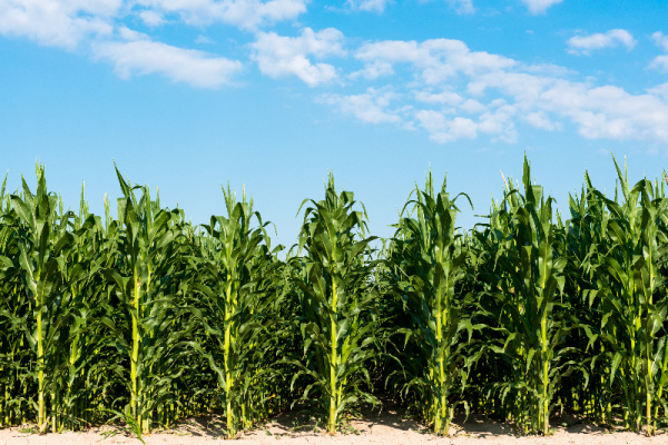 corn yields in 2023