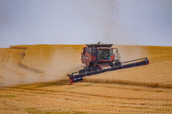wheat acreage 2024